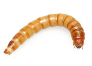 Gusano de la Harina (Tenebrio Molitor) - 10g